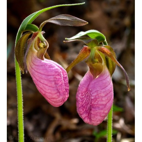 Pink Lady Slipper Oil