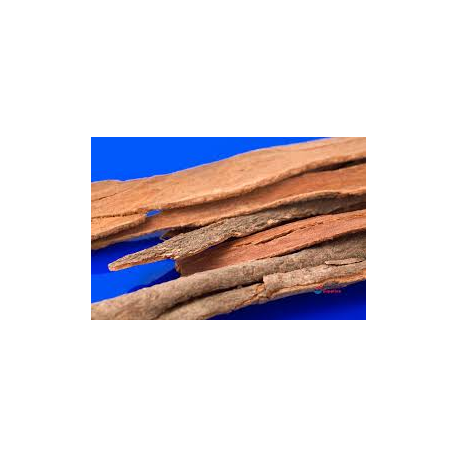 Cassia Stick Incense