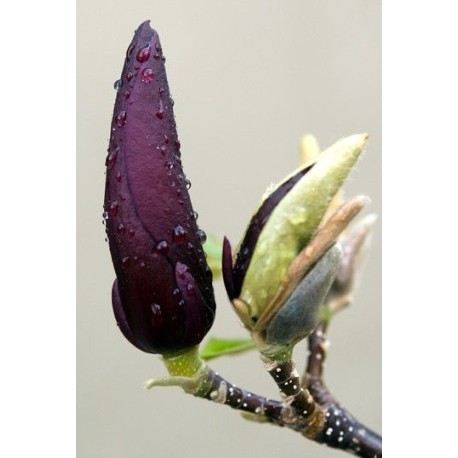 Magnolia and Mure Oil