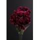 Carnations Of Love Stick Incense