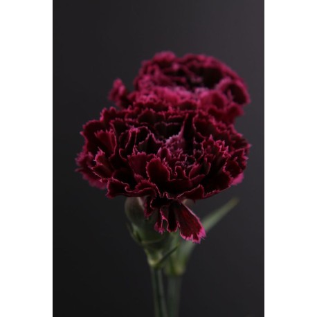 Carnations Of Love Stick Incense