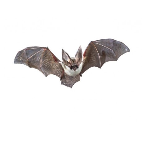 Bats Blood Oil