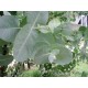 Eucalyptus Oil
