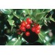 Hollyberry Oil
