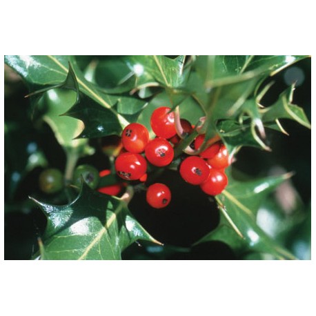 Hollyberry Oil