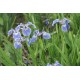 Iris Oil