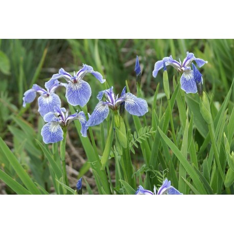 Iris Oil