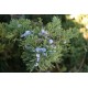 Juniper Oil