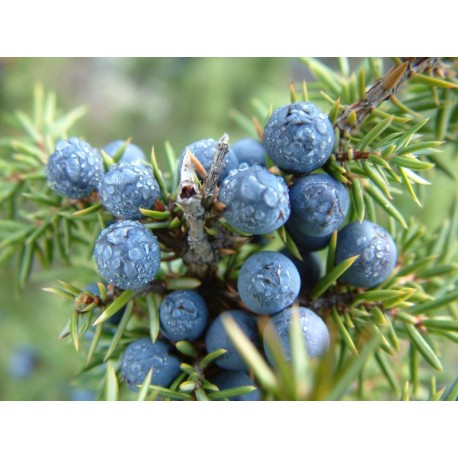 Juniper Berry Oil