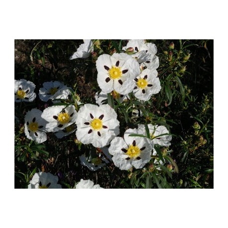 Labdanum Oil