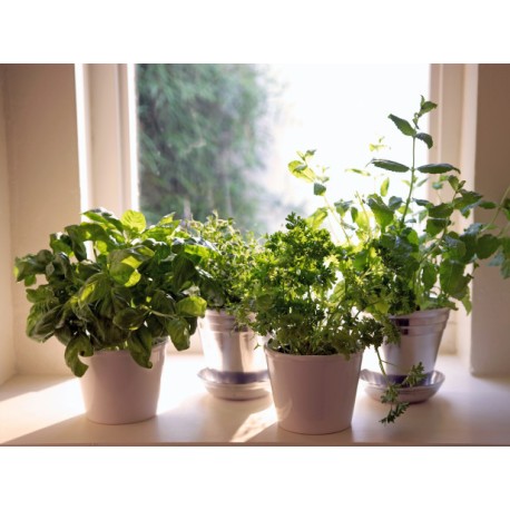 Kitchen Herbs Oil