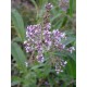 Lemon Verbena Oil