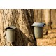 Maple Oil