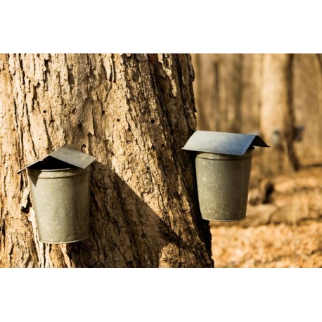 Maple Oil