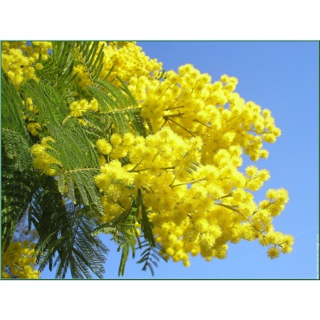 Mimosa Oil