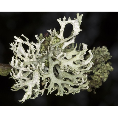 Oakmoss Oil