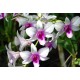 Orchid Oil
