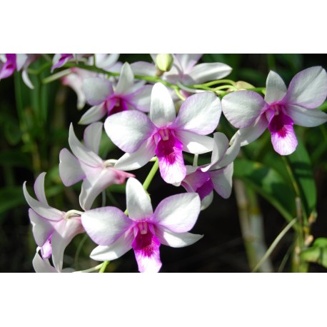 Orchid Oil
