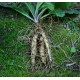 Mandrake Oil