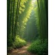 Bamboo Oil