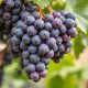 Grape Oil